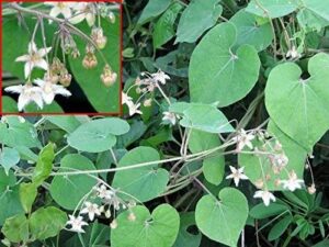 WhatsApp Image 2024-10-29 at 10.07.58 AM