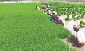 WhatsApp Image 2024-11-11 at 12.14.04 PM